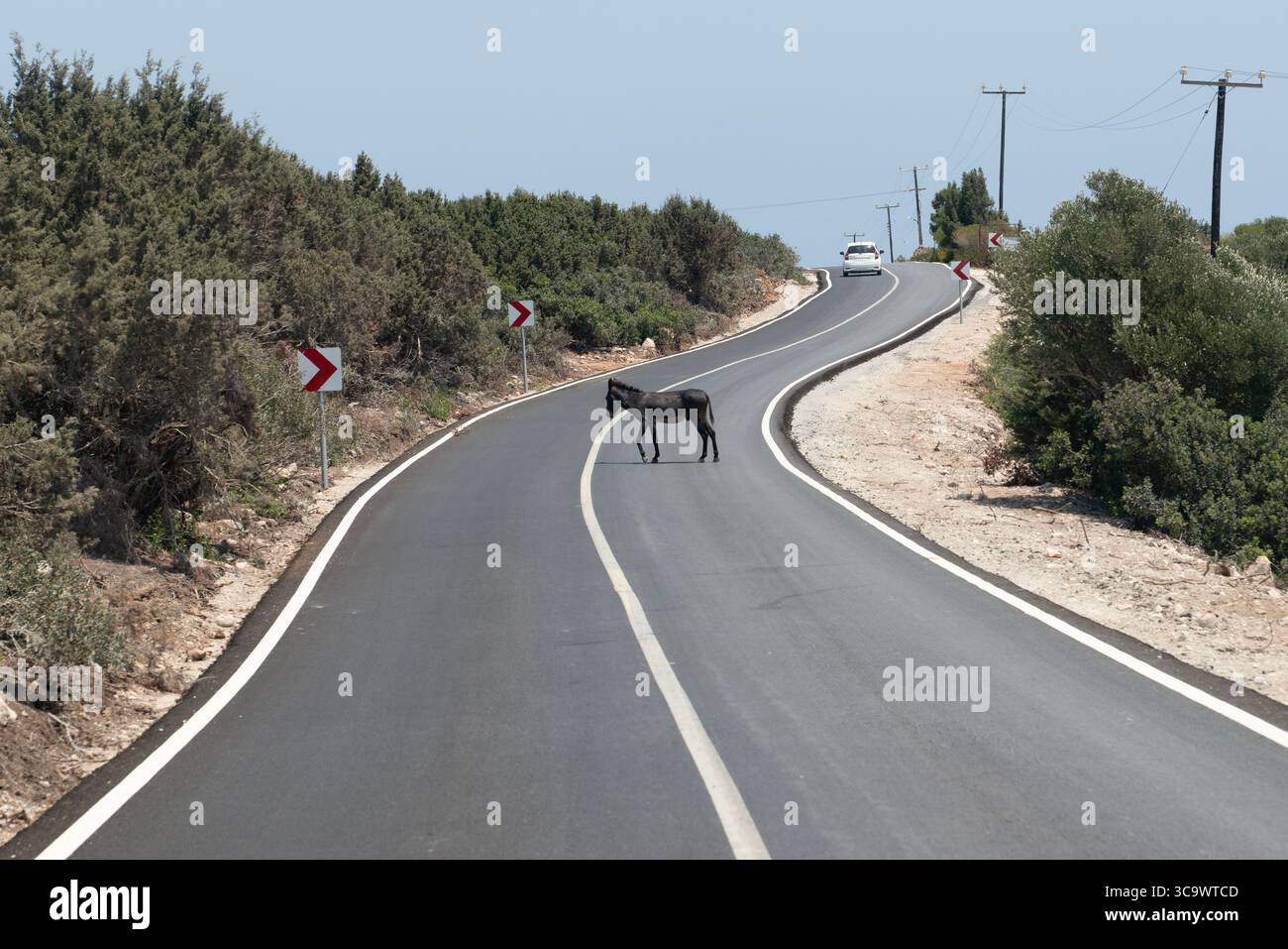 Les célèbres ânes sauvages de Karpaz attendent sur les routes, demandant aux touristes de la nourriture, Chypre du Nord Banque D'Images