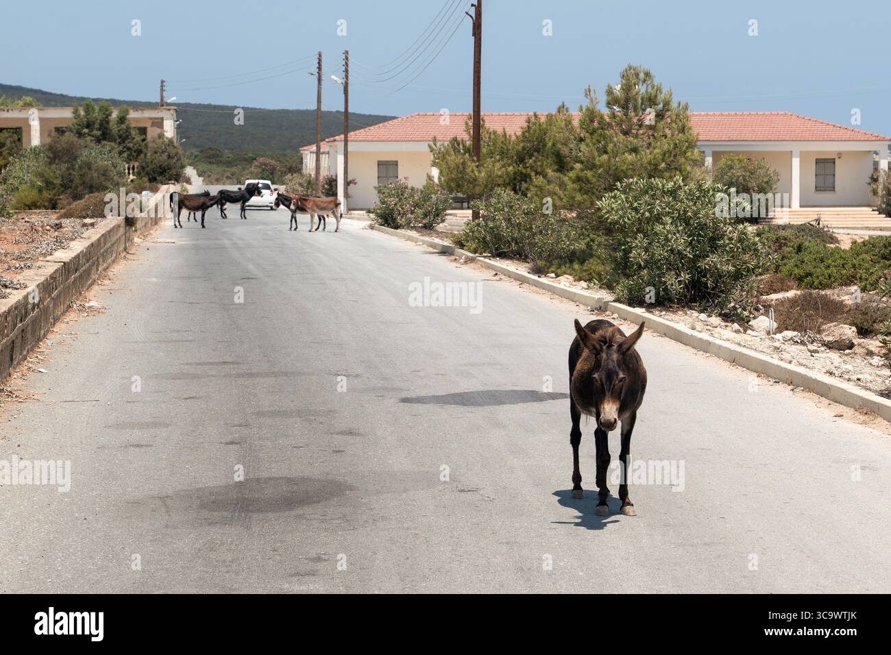 Les célèbres ânes sauvages de Karpaz attendent sur les routes, demandant aux touristes de la nourriture, Chypre du Nord Banque D'Images