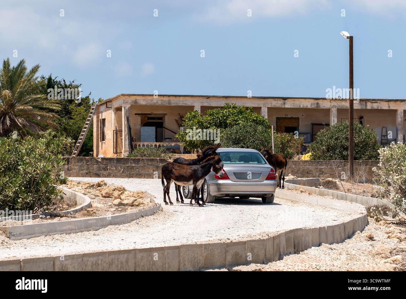 Les célèbres ânes sauvages de Karpaz attendent sur les routes, demandant aux touristes de la nourriture, Chypre du Nord Banque D'Images