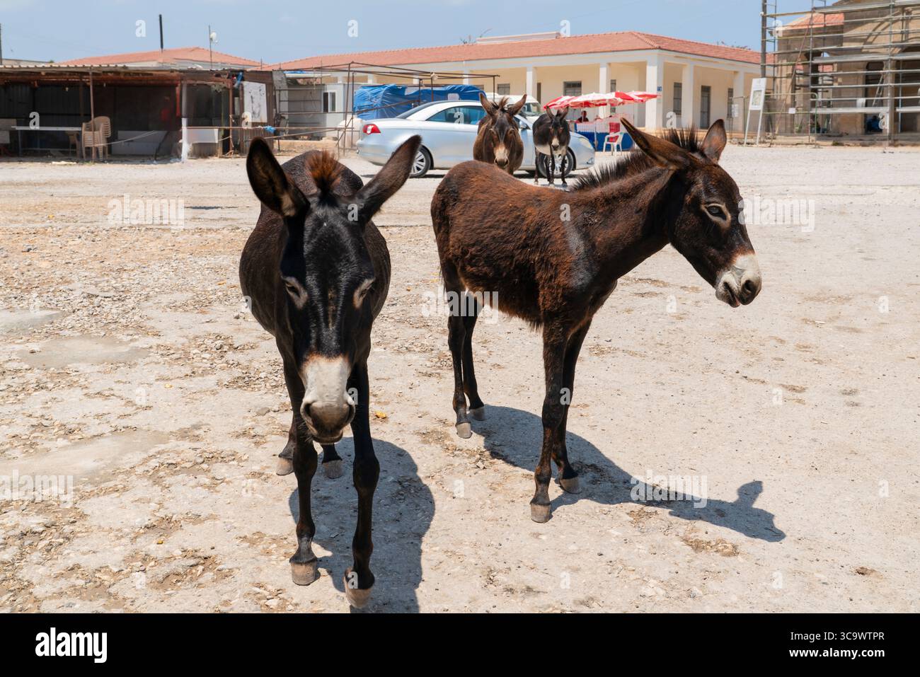Les célèbres ânes sauvages de Karpaz attendent sur les routes, demandant aux touristes de la nourriture, Chypre du Nord Banque D'Images