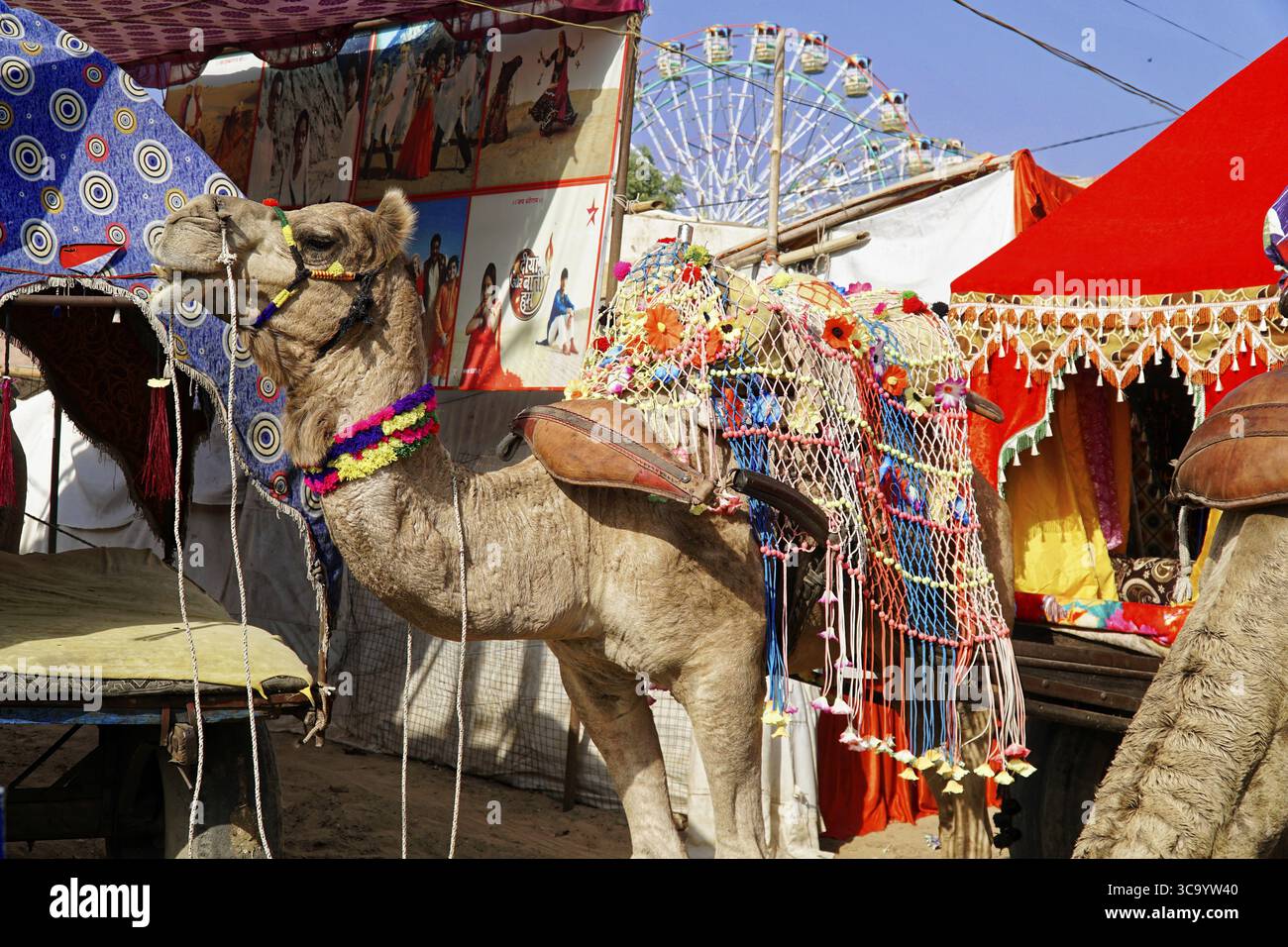 Pushkar Mela, Pushkar, Grand marché de chameau et de bétail, Rajasthan, Inde du Nord, Asie, chameau décoré dans un marché avec des stands et des carrousels dans le backgro Banque D'Images