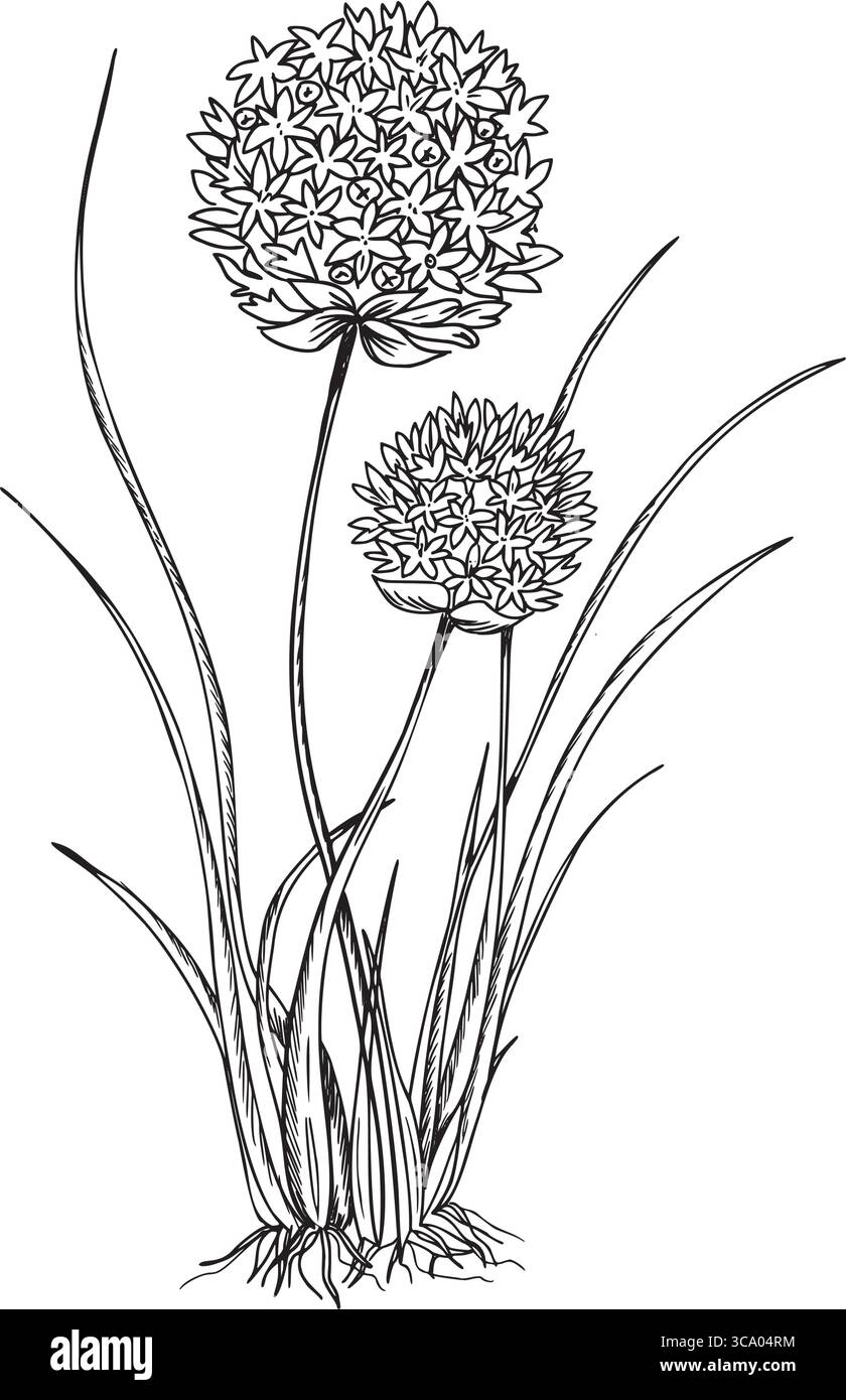 Ciboulette, plante d'ail avec des feuilles et des fleurs. Illustration vectorielle d'Allium tuberosum isolé sur fond blanc. Ligne botanique dessinée à la main Pour Illustration de Vecteur