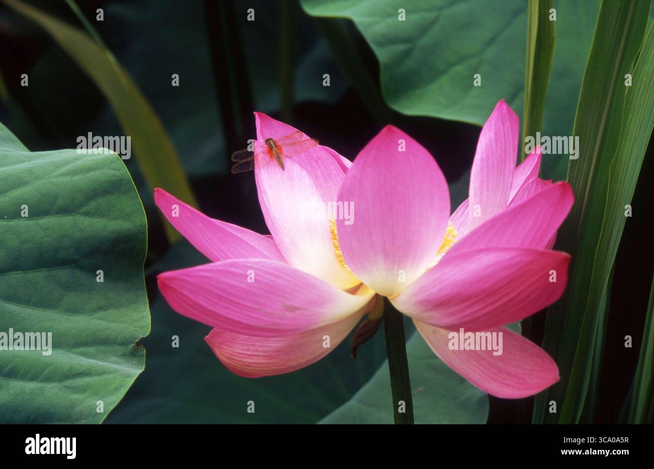 Libellule reposant sur Blooming Pink Lotus Flower dans Summer Pond Banque D'Images