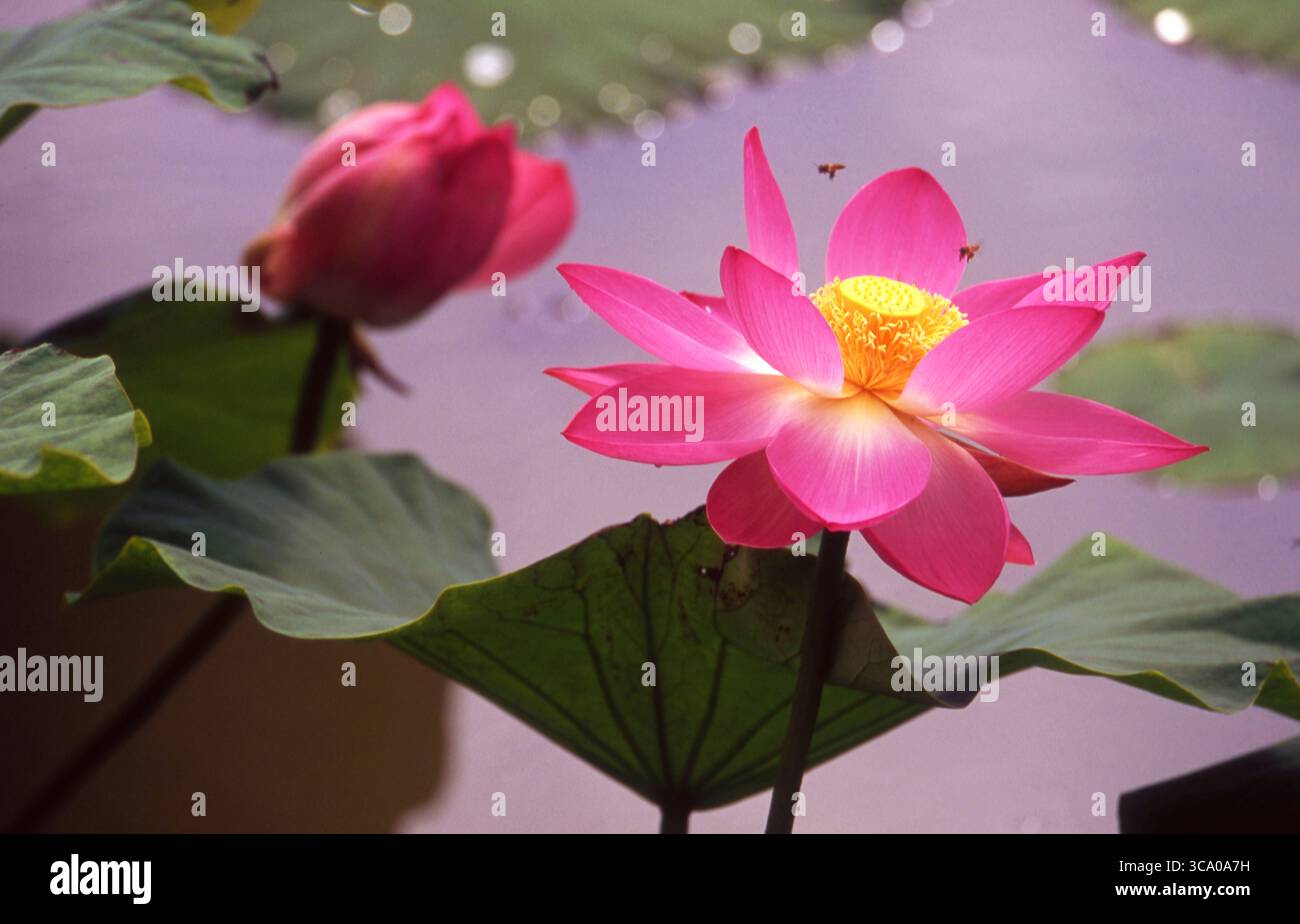 Abeilles visitant Pink Lotus dans Tranquil Pond Banque D'Images