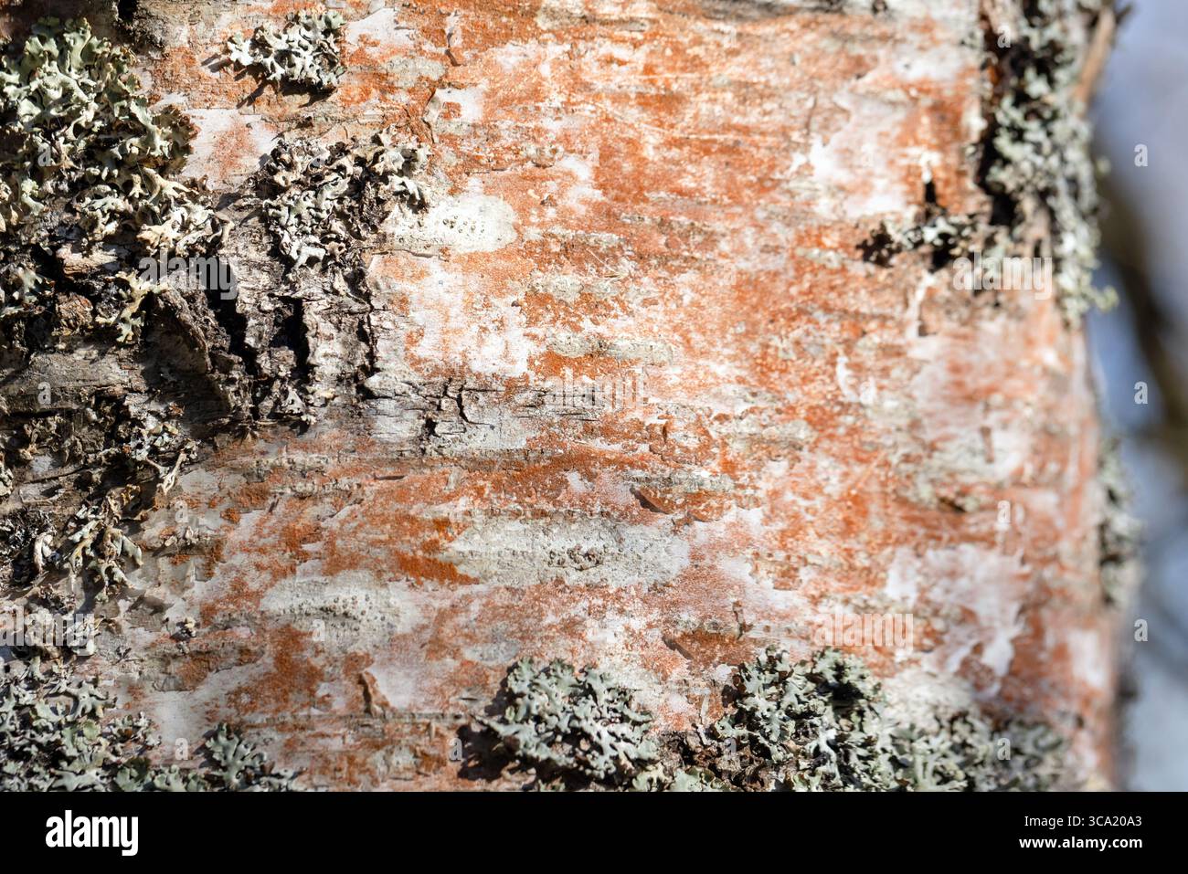 Vue détaillée de l'écorce de bouleau recouverte de divers lichens, soulignant les textures organiques et les tons terreux trouvés dans les environnements forestiers naturels Banque D'Images