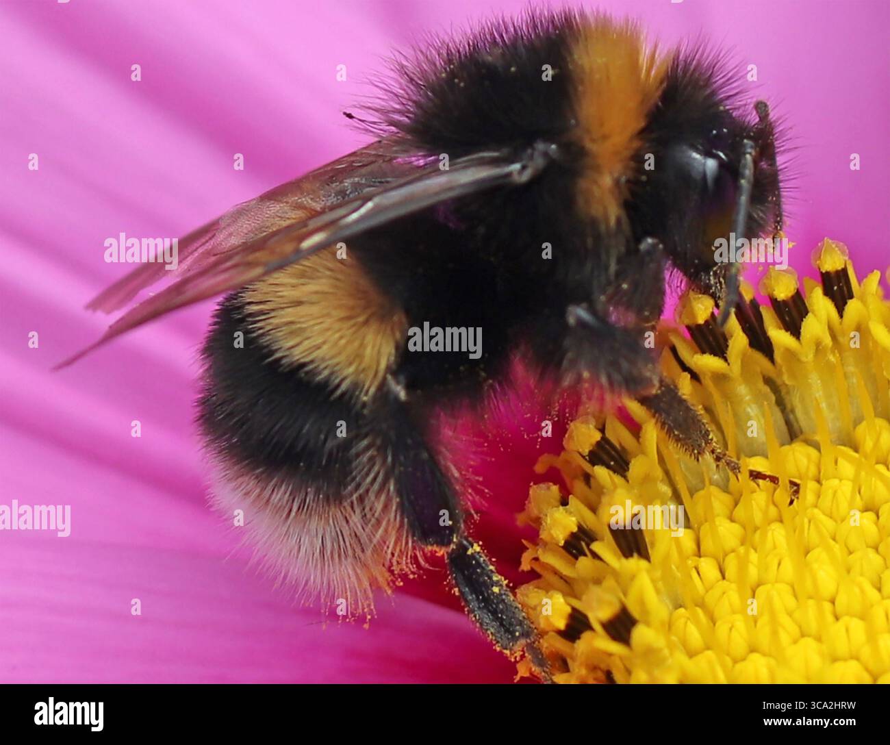 BUFF-QUEUE BOURDON Bombus terrestris photo : Tony Gale Banque D'Images