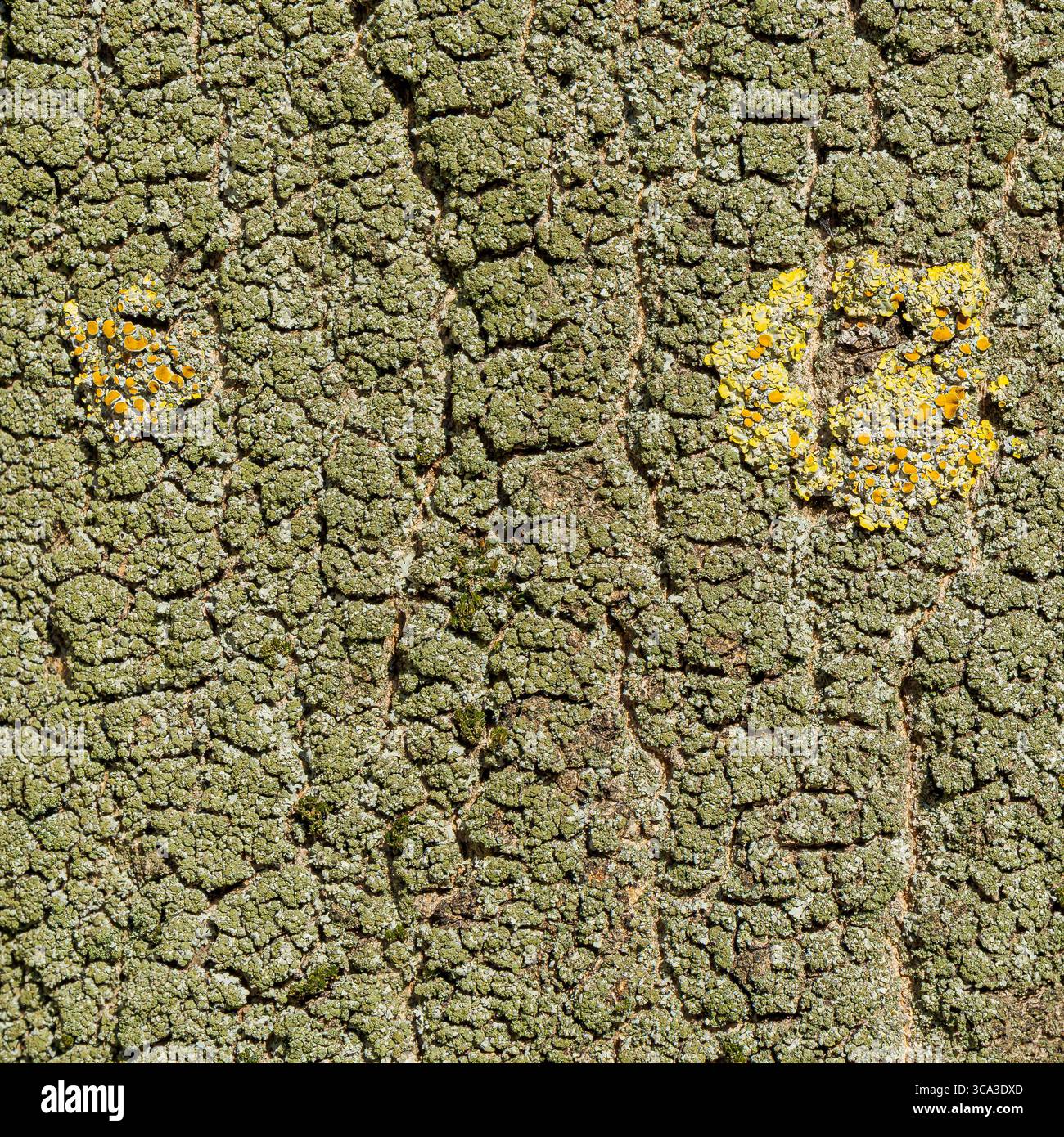 Écorce d'arbre texturée avec deux grappes de lichen jaune – détail macro nature Banque D'Images