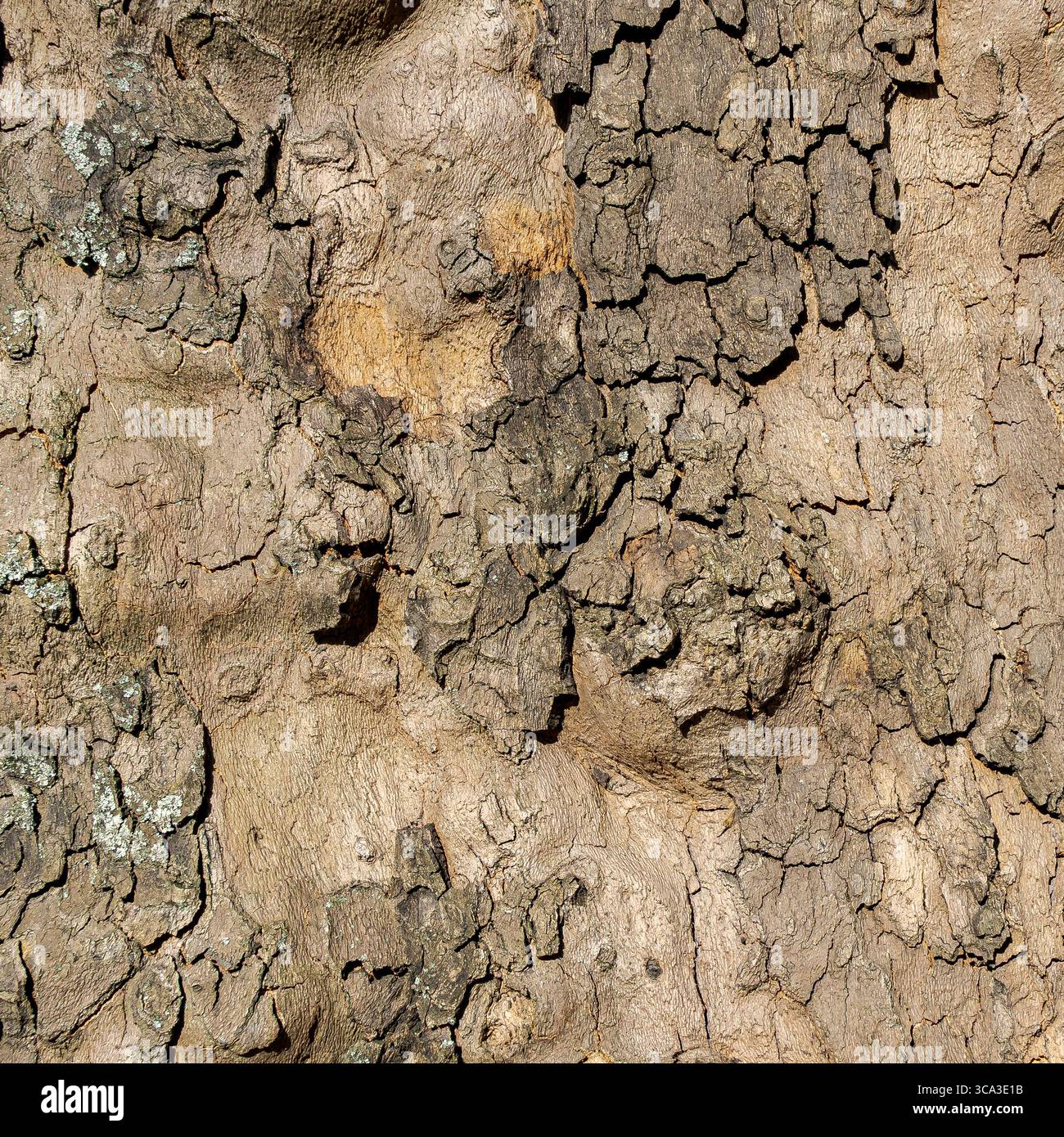 Image macro de l'écorce d'arbre texturée avec des fissures superposées et des formes sculpturales Banque D'Images