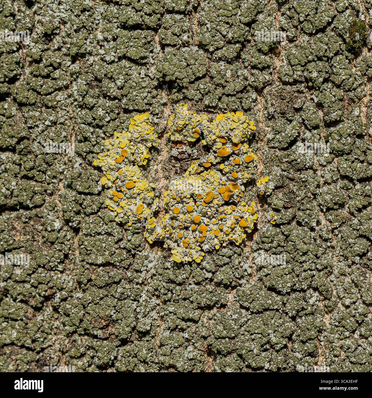 Macro de lichen jaune sur écorce d'arbre avec texture de surface verte craquelée Banque D'Images