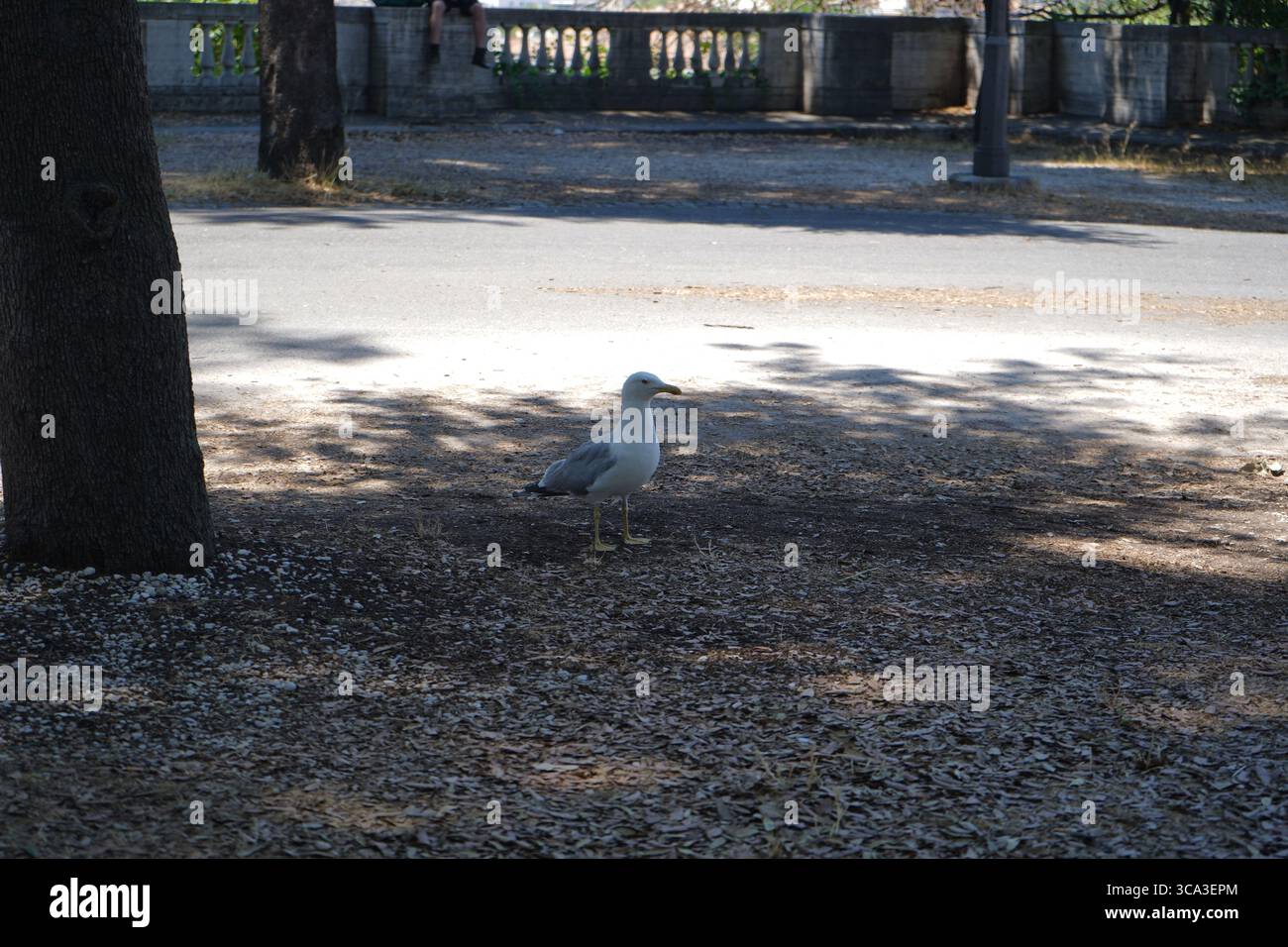 Une mouette se dresse à l'ombre des arbres à Villa Borghese, Rome. Le sol baigné de soleil crée une scène de nature urbaine paisible. Banque D'Images