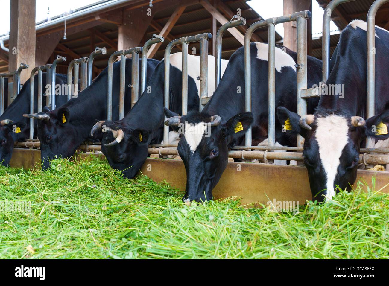Vue rapprochée de vaches laitières qui paissent sur du foin vert frais dans une grange moderne à Darmstadt, en Allemagne, mettant en évidence les pratiques d'élevage. Banque D'Images