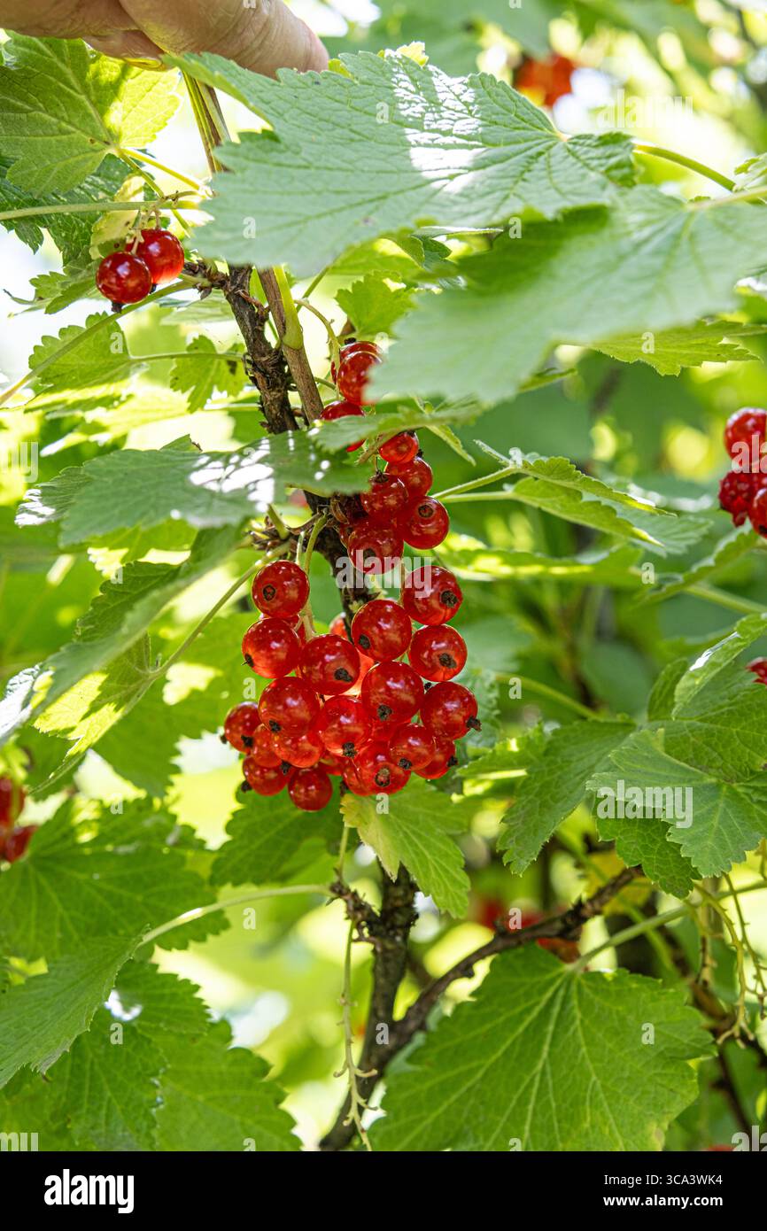 Gros plan de baies de groseille mûres accrochées à une branche parmi les feuilles vertes. Fruits biologiques frais attrapant la lumière du soleil, parfait pour la nourriture saine, été, a Banque D'Images