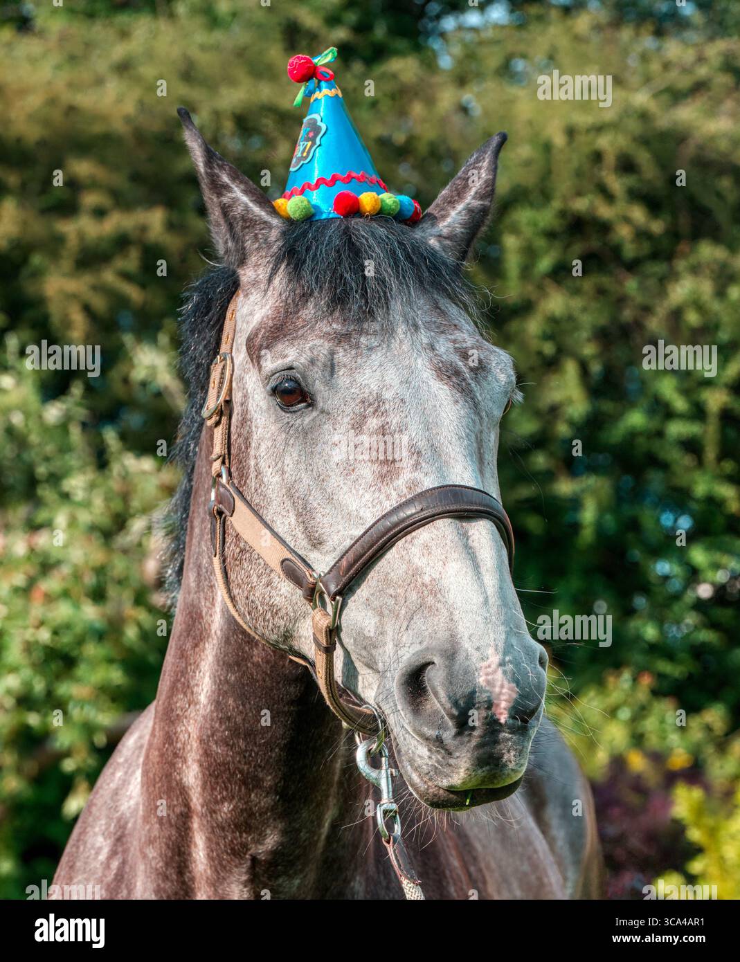 Joli chapeau. Un cheval portant un chapeau de fête d'anniversaire. Tickhill, South Yorkshire, Royaume-Uni Banque D'Images
