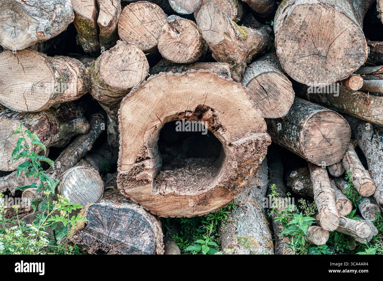 Pourris jusqu'au cœur. Maladie des arbres. Pile de bois avec pourriture du coeur au noyau. Noar Hill, Hampshire, Royaume-Uni Banque D'Images