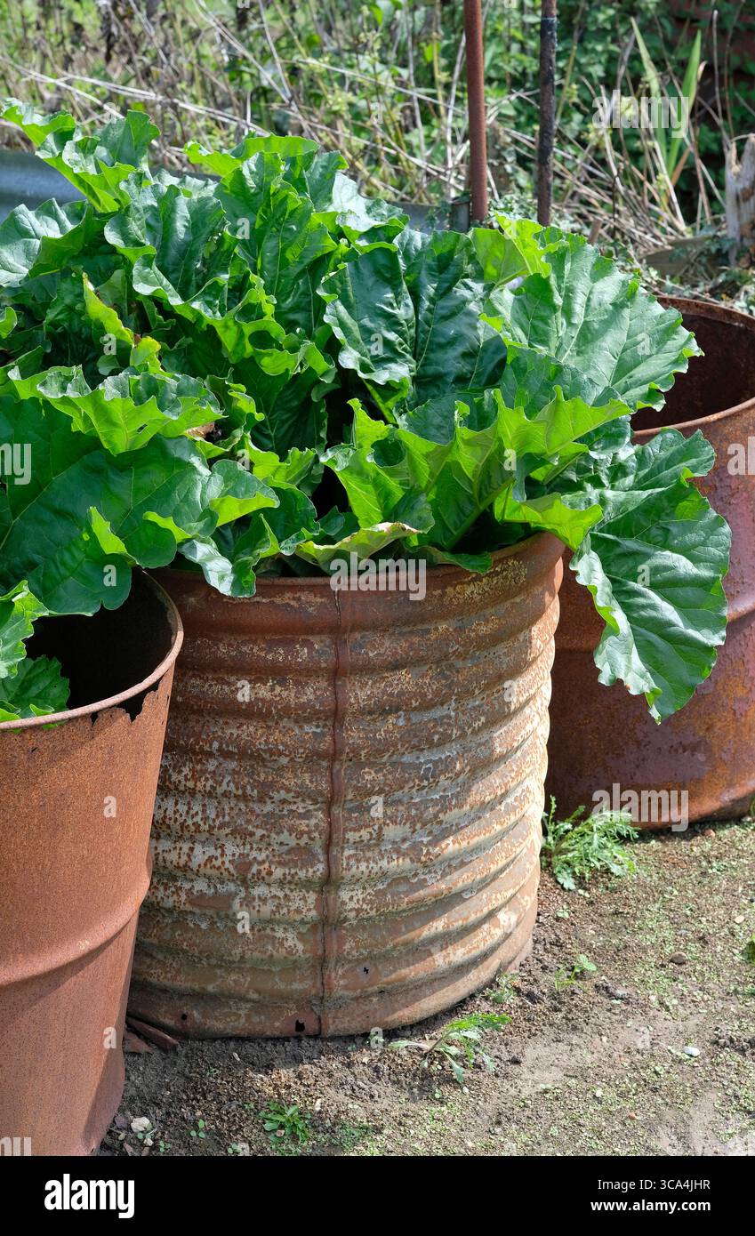 rhubarbe poussant dans un vieux tambour d'huile rouillé sur un lotissement, nord de norfolk, angleterre Banque D'Images