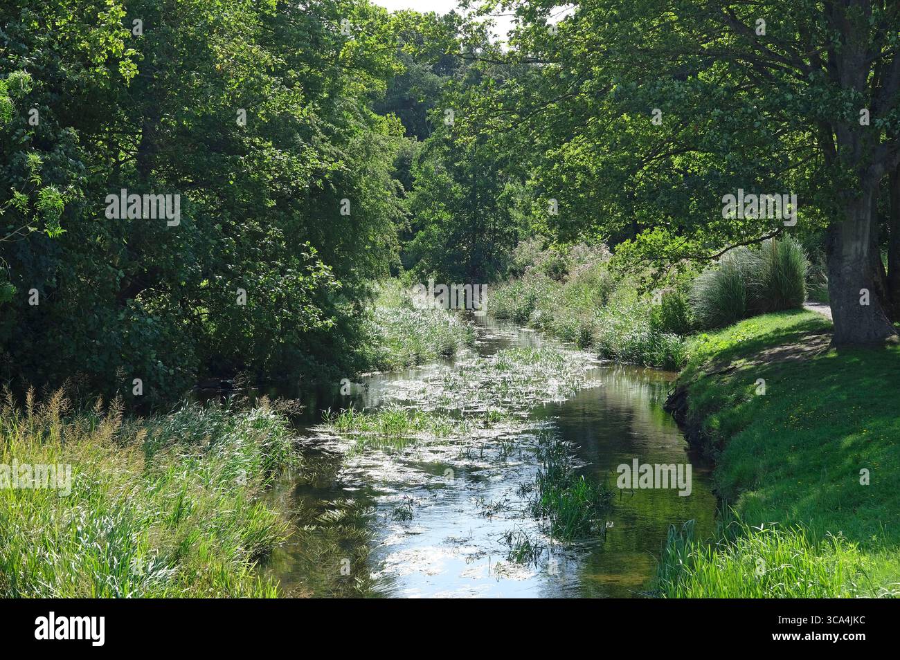 river wensum, fakenham, norfolk, angleterre Banque D'Images