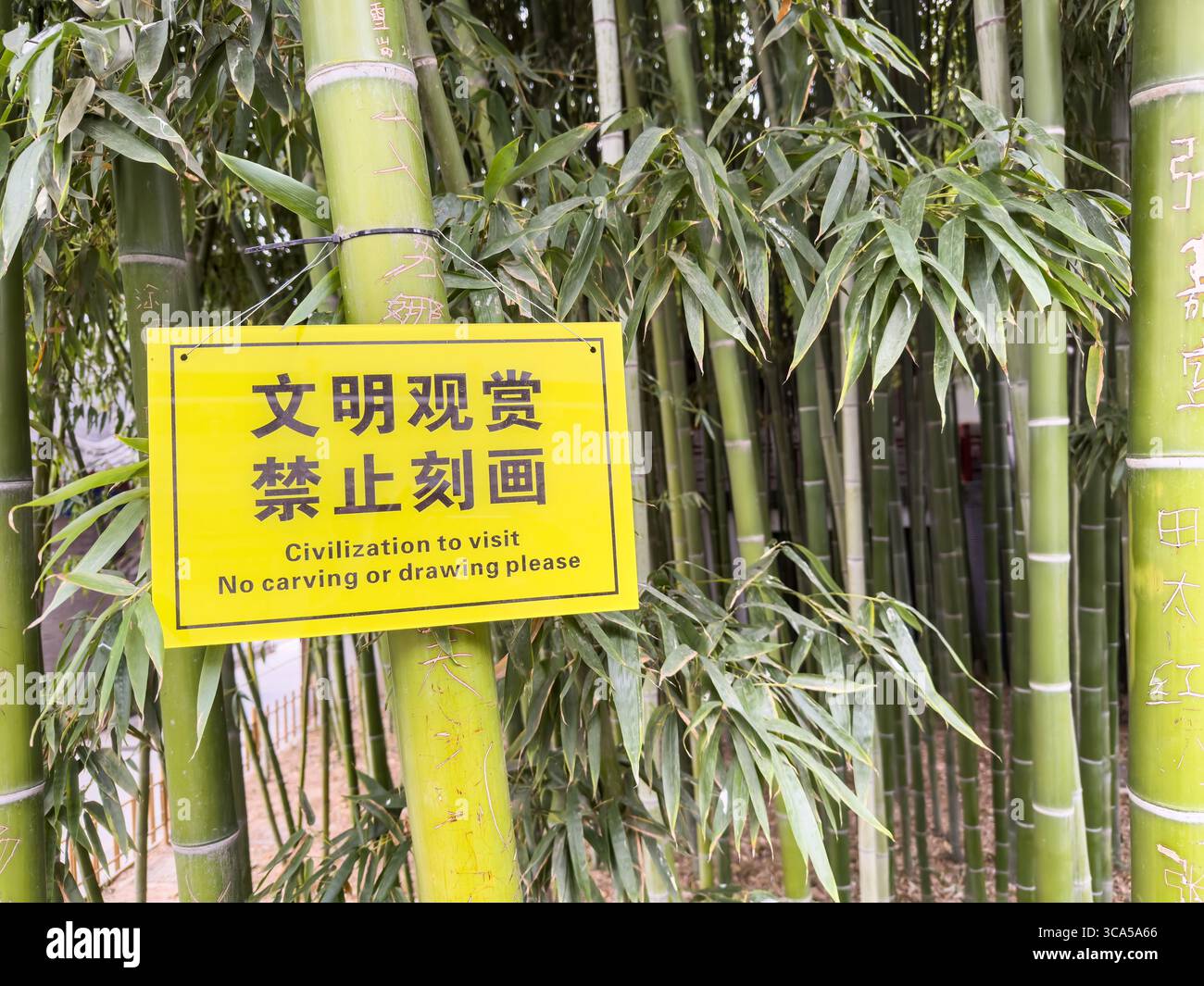 Civilisation à visiter. Pas de sculpture ou de dessin s'il vous plaît. Signe jaune, texte en chinois et en anglais, fond d'arbres de forêt de bambou. Jardin chinois. Chine Banque D'Images