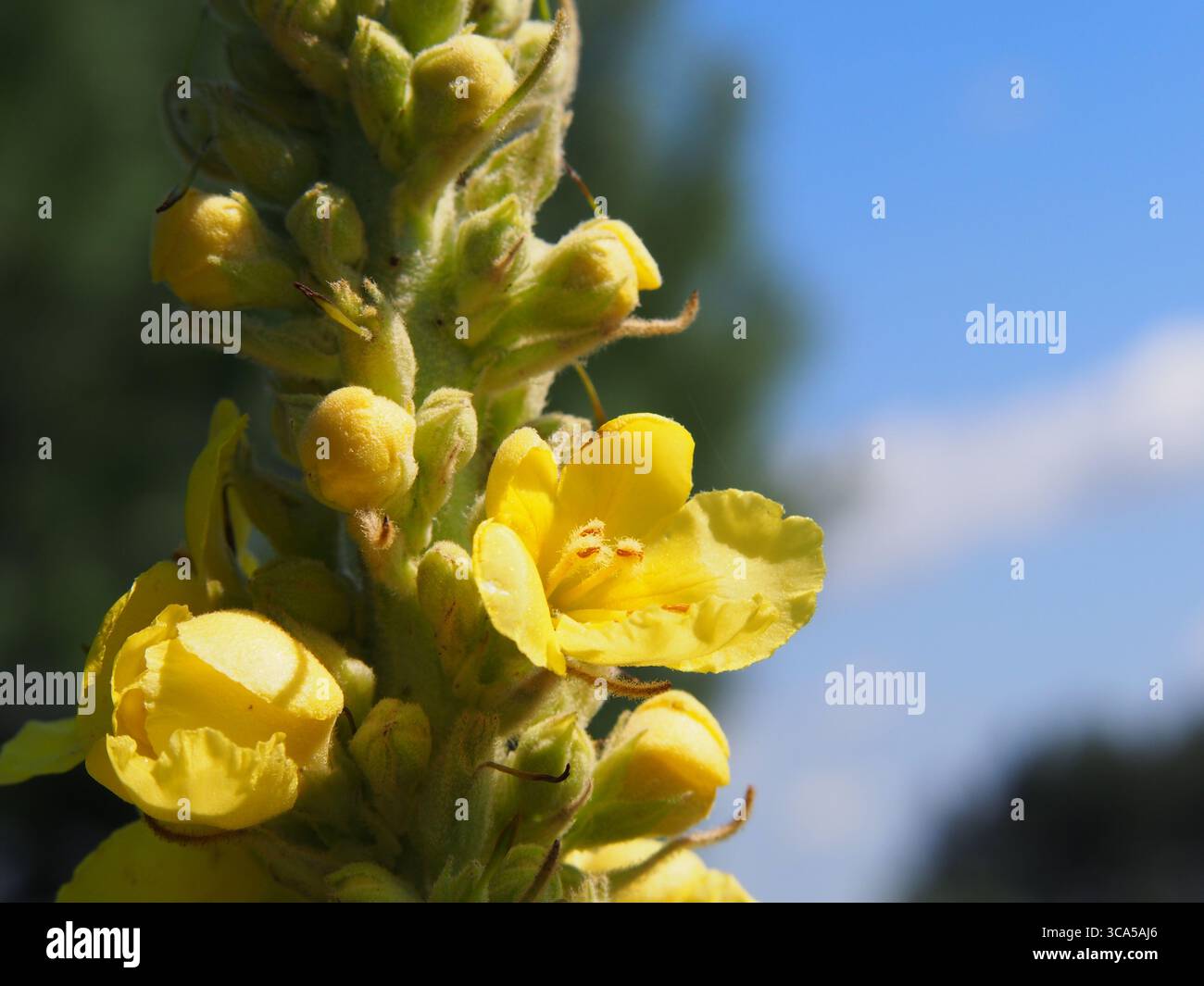 Verbascum densiflorum – grande molène en fleur, grande pointe de fleur jaune contre le ciel bleu d'été Banque D'Images