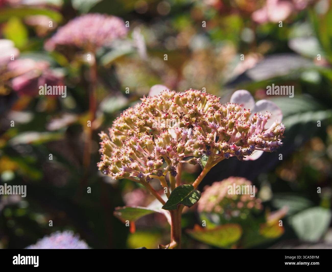 Gros plan d'Hydrangea macrophylla rose 'Europa' en fleur, brillant en lumière douce du soleil avec un fond de jardin coloré, parfait pour floral et botanique Banque D'Images
