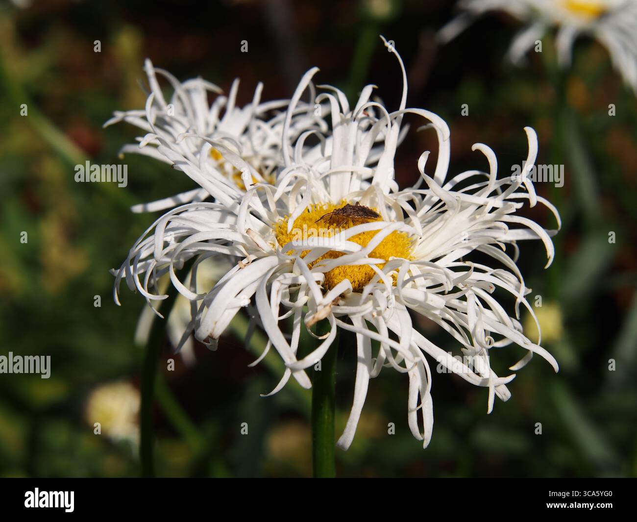 Gros plan de Leucanthemum × superbum 'Phyllis Smith' – pétales blancs volants et centre jaune à la lumière du soleil d'été Banque D'Images
