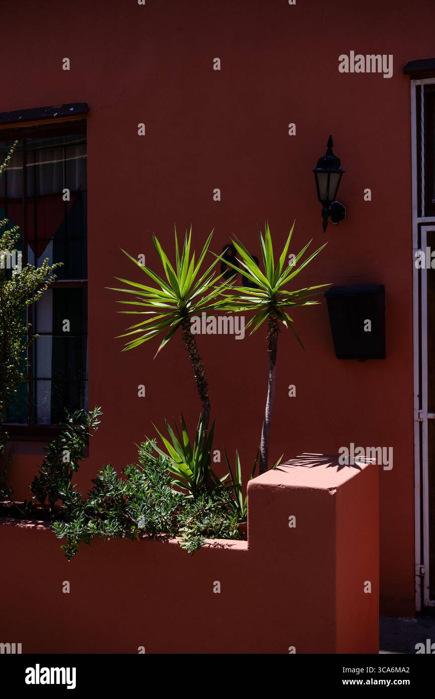 Maison colorée et plante n Bo-Kaap, le Cap, Afrique du Sud Banque D'Images