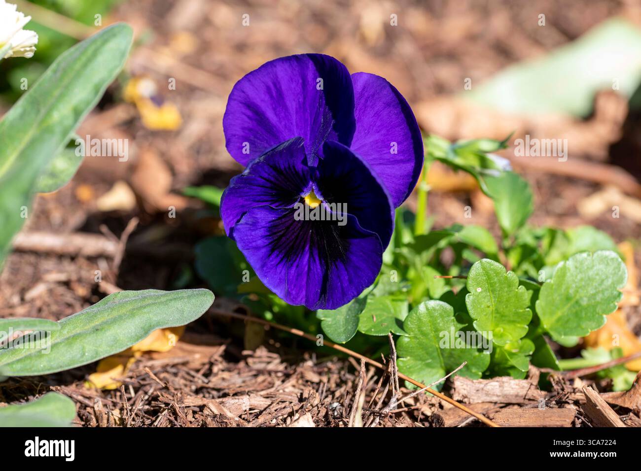 10 juin 2023, Sydney, Nouvelle-Galles du Sud, Australie : Pansy Matrix Blue Blotch flower au Royal Botanic Garden à Sydney, Nouvelle-Galles du Sud, Australie. Matrix Blue Blotch offre des fleurs bleu foncé avec une tache plus foncée sur des tiges fortes et courtes. (Crédit image : © Tara Malhotra/ZUMA Press Wire) Banque D'Images