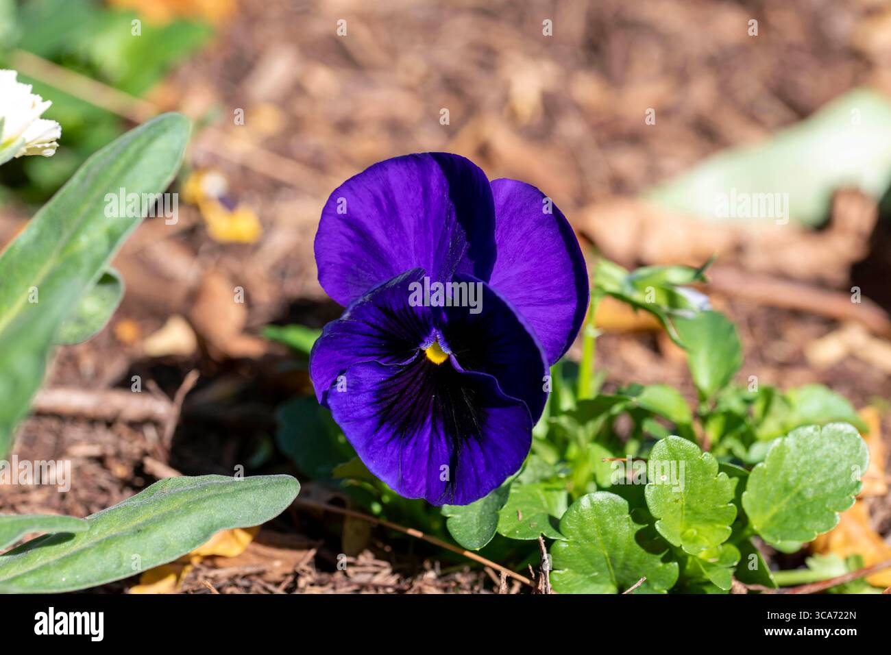 10 juin 2023, Sydney, Nouvelle-Galles du Sud, Australie : Pansy Matrix Blue Blotch flower au Royal Botanic Garden à Sydney, Nouvelle-Galles du Sud, Australie. Matrix Blue Blotch offre des fleurs bleu foncé avec une tache plus foncée sur des tiges fortes et courtes. (Crédit image : © Tara Malhotra/ZUMA Press Wire) Banque D'Images