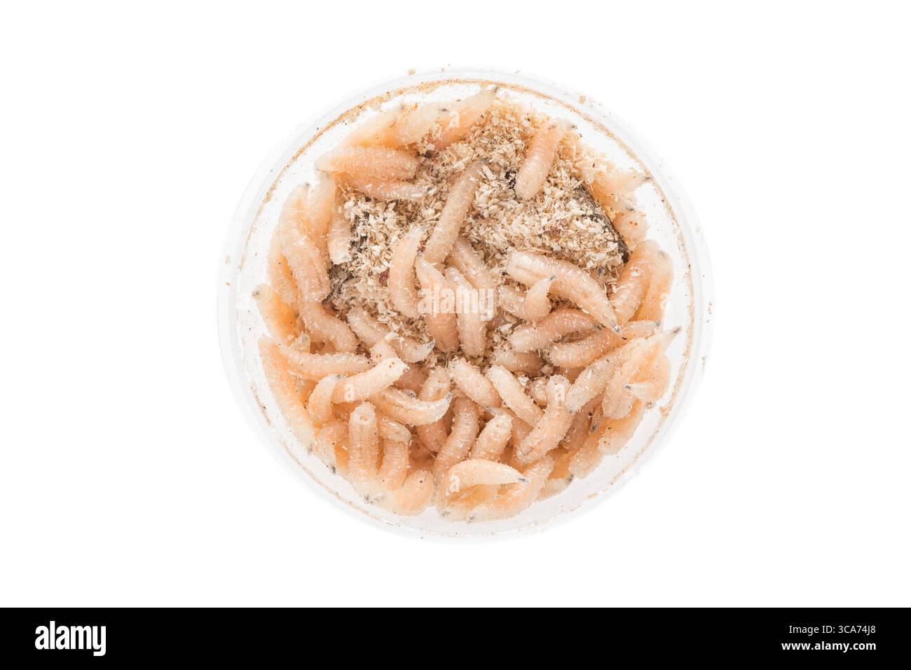 Larve de mouche de mouche dans une boîte isolée sur fond blanc. Appât de pêche Banque D'Images