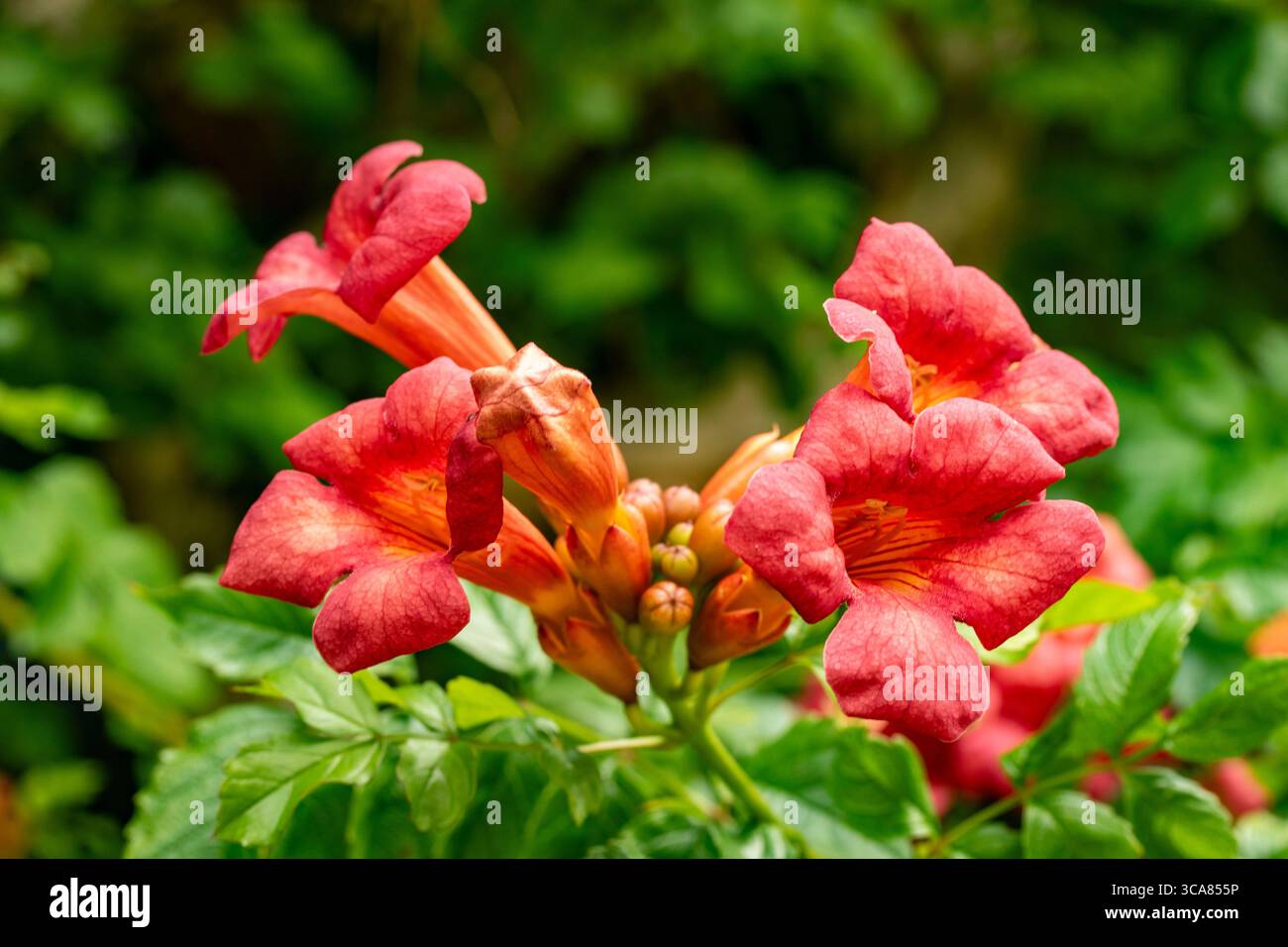 Terific Campsis x Tagliabuana 'Madame Galen'. Naturel gros plan portrait de plante fleurie fleuri avec un peu de feuillage. soulagés, intrigants, absorbants, audacieux Banque D'Images