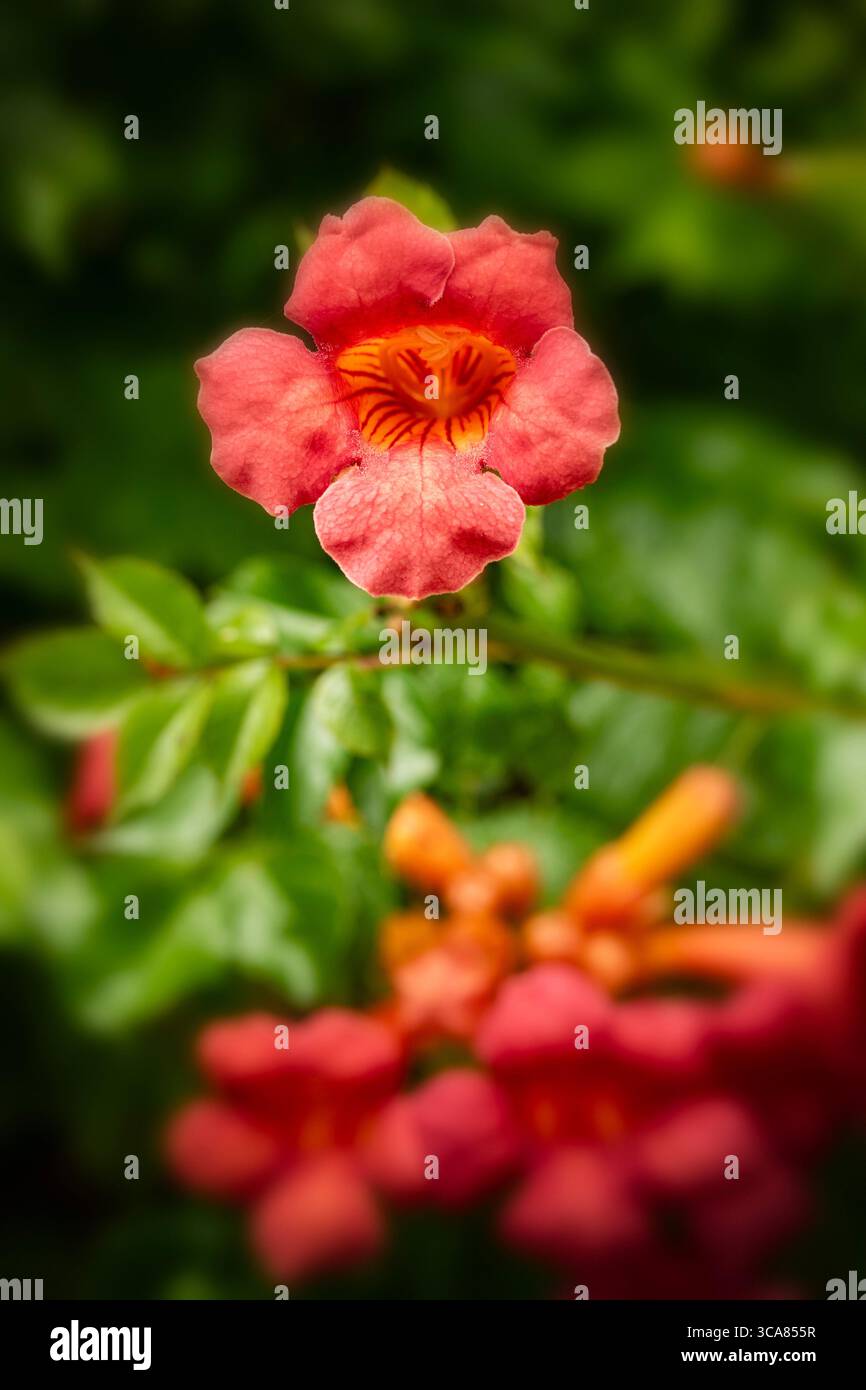 Terific Campsis x Tagliabuana 'Madame Galen'. Naturel gros plan portrait de plante fleurie fleuri avec un peu de feuillage. soulagés, intrigants, absorbants, audacieux Banque D'Images