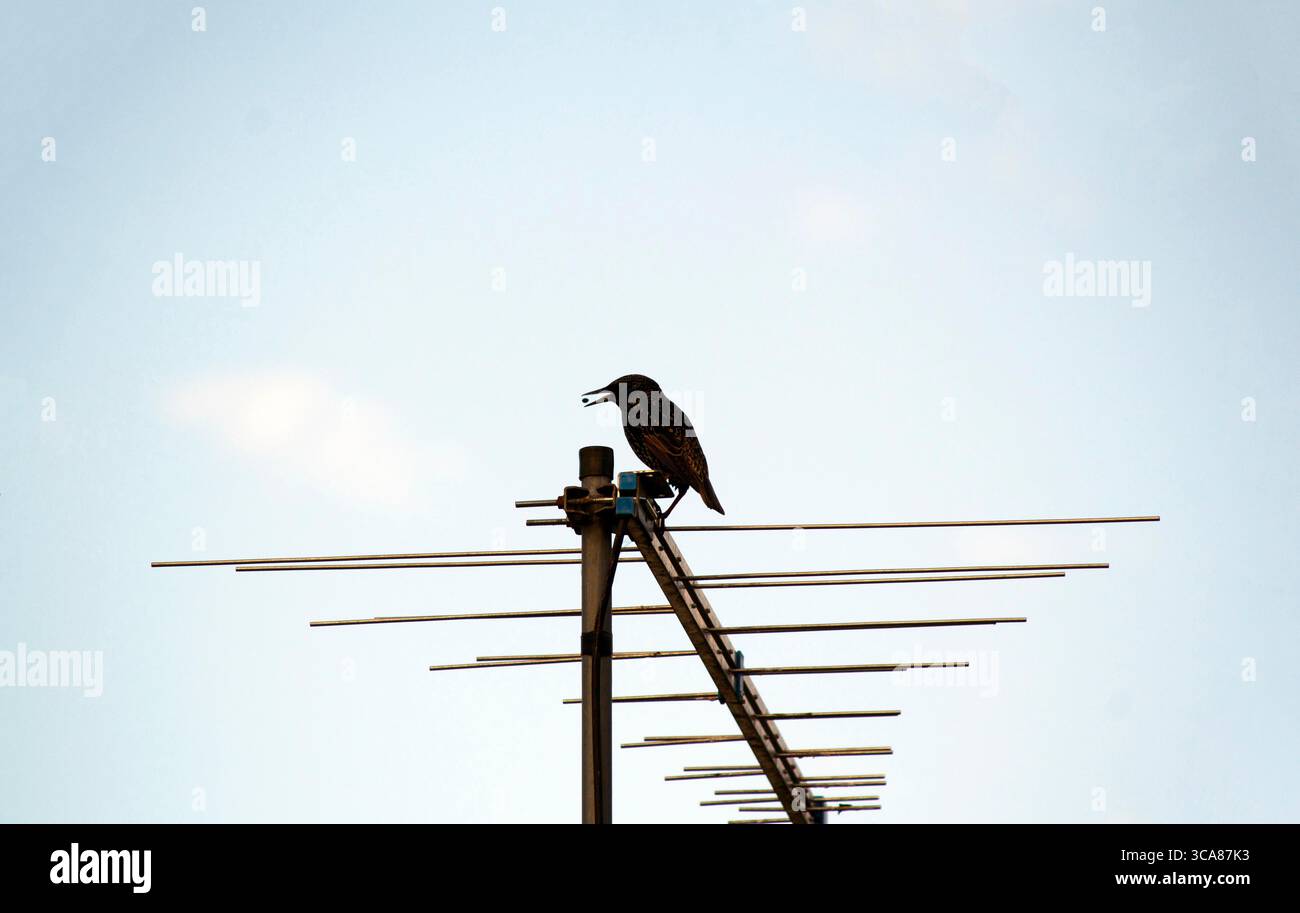 16 mai 2020, Sydney, Nouvelle-Galles du Sud, Australie : le Starling australien (Sturnus vulgaris) attrape une proie à Sydney, Nouvelle-Galles du Sud ; Australie. L'étourneau commun, également connu sous le nom d'étourneau européen en Amérique du Nord et simplement sous le nom d'étourneau en Grande-Bretagne et en Irlande, est un passereau de taille moyenne de la famille des étourneaux, les Sturnidae. Il a une grande variation de plumage. Les deux sexes sont similaires, bien que la femelle soit moins brillante que le mâle. Ceux-ci sont le plus souvent vus à la recherche de graines et d'insectes sur les pelouses et dans les paddocks. Les autres aliments comprennent les araignées, les vers, les déchets humains et les fru Banque D'Images