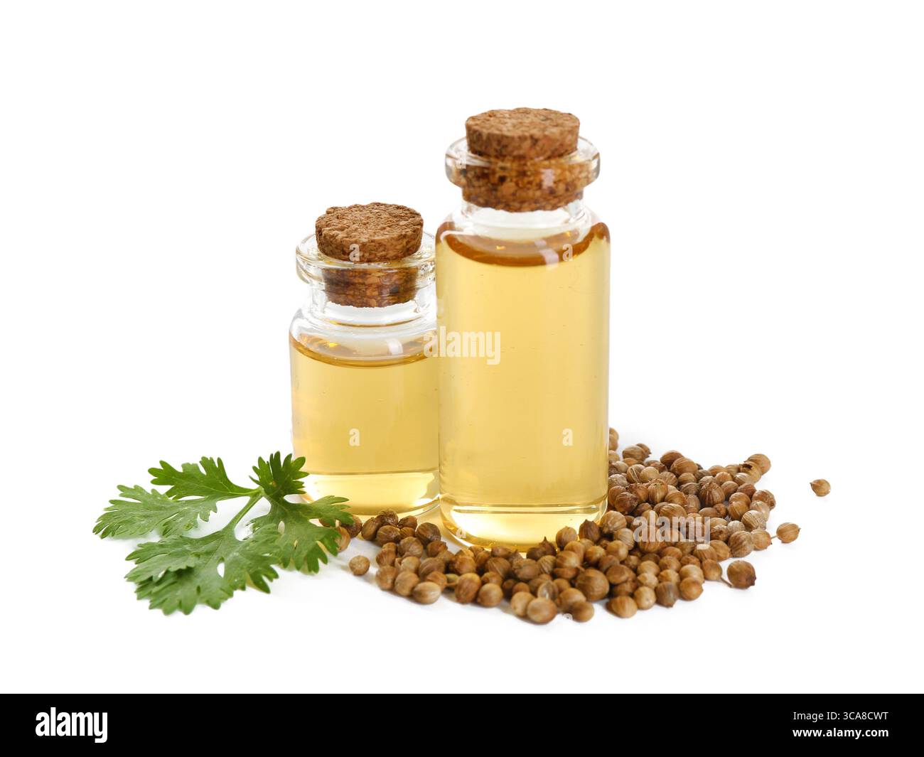 Huile aromatique en bouteilles, feuilles de coriandre et graines de coriandre isolées sur blanc Banque D'Images