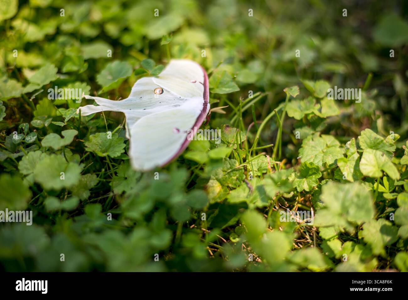 Un grand Luna Moth nord-américain (Actias luna) reposant sur le sol Banque D'Images
