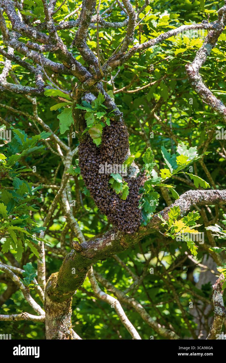 Essaim d'abeilles à miel Banque D'Images