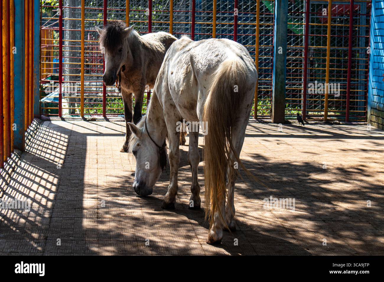 Plusieurs chevaux marchant lentement dans un espace confiné Banque D'Images