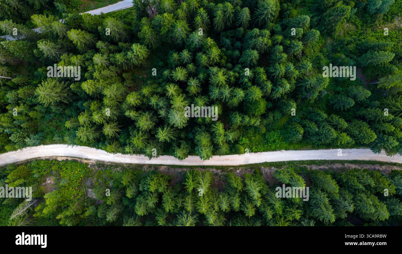 Composition descendante parfaitement équilibrée de la canopée des arbres et du sentier de terre ondulé doux divisant les forêts denses Banque D'Images