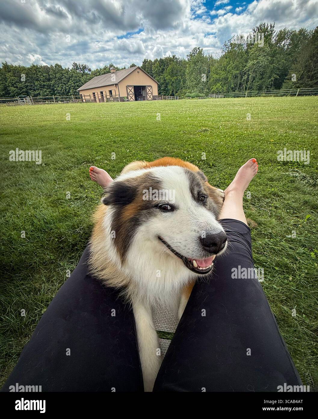 Point de vue de détente avec un grand chien moelleux sur un pâturage de ferme herbeux avec grange en arrière-plan Banque D'Images