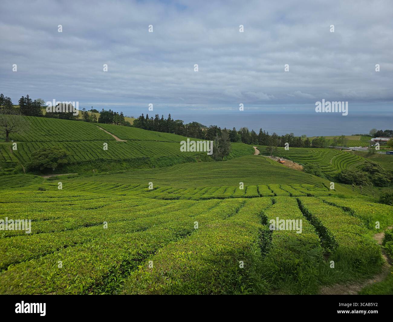 Sentier de randonnée de plantation de thé à travers les champs de Camellia sinensis sur l'île de São Miguel, Açores, Portugal. Banque D'Images