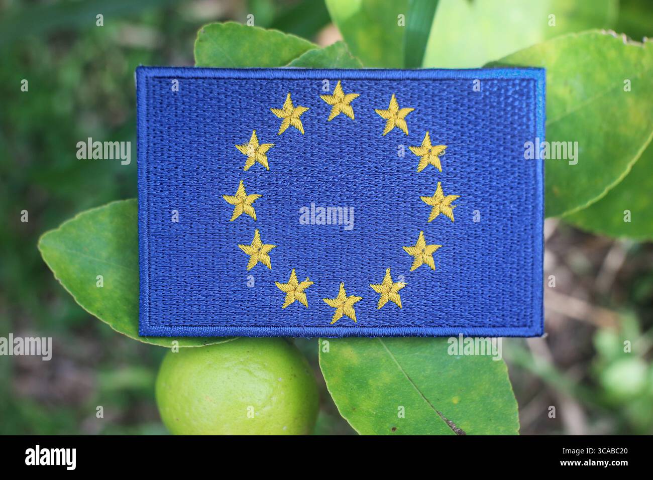Drapeau européen éco-responsable brodé sur le citronnier avec des citrons verts, lumière naturelle du soleil, symbole du jour de la Terre, durabilité et sensibilisation au changement climatique. Banque D'Images