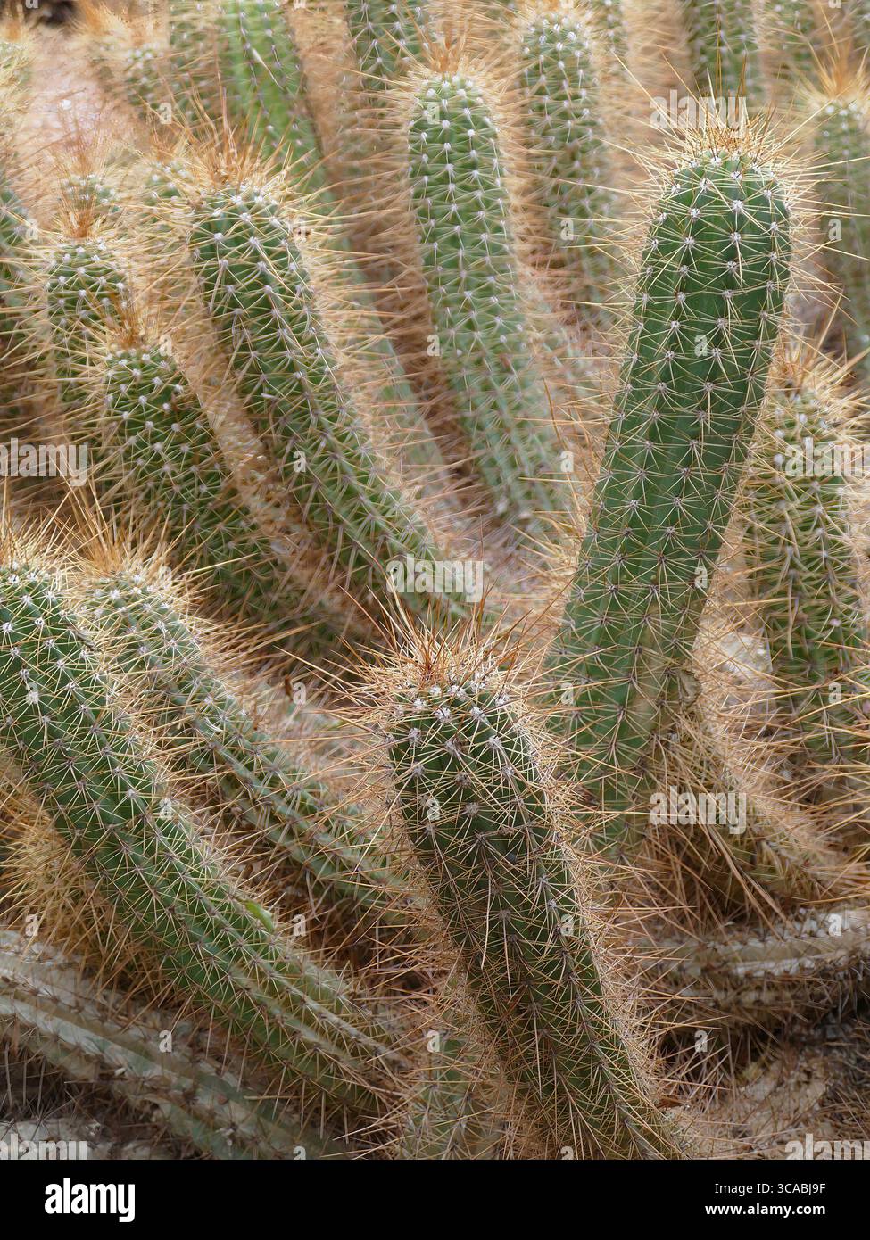 MARRAKECH, MAROC - 26 mars 2022 - image verticale de cactus poussant ensemble dans un jardin botanique de Marrakech. , Jardin, Majorelle Banque D'Images