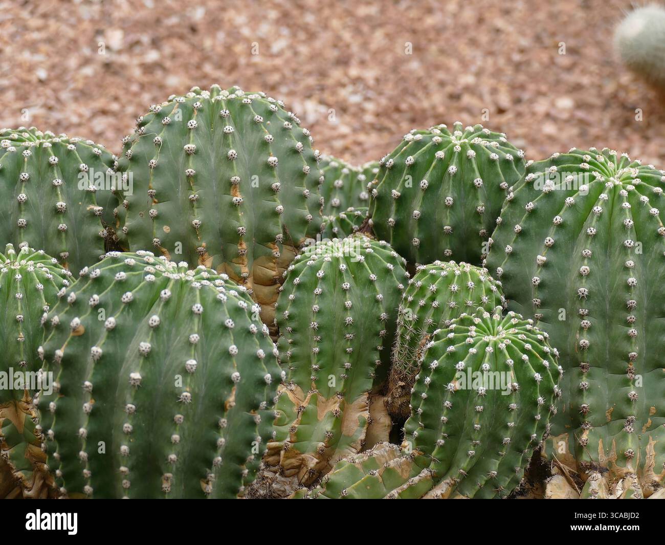 MARRAKECH, MAROC - 26 mars 2022 - cactus globulaires poussant ensemble dans le sol aride de Marrakech. , Jardin, Majorelle Banque D'Images