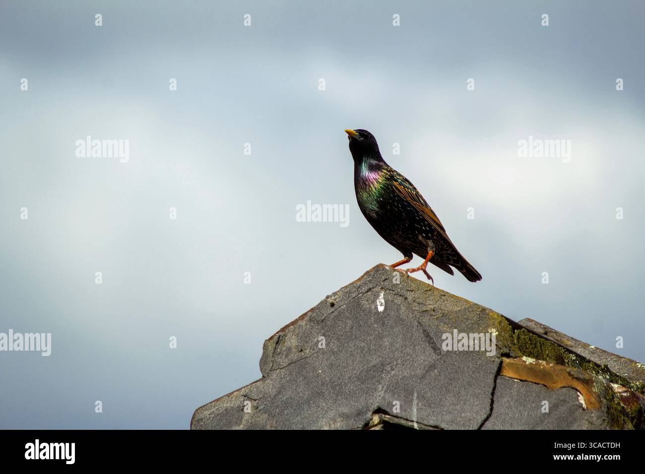 18 août 2020, Sydney, Nouvelle-Galles du Sud, Australie : Starling australien (Sturnus vulgaris) perché sur une maison à Sydney, Nouvelle-Galles du Sud ; Australie. L'étourneau commun, également connu sous le nom d'étourneau européen en Amérique du Nord et simplement sous le nom d'étourneau en Grande-Bretagne et en Irlande, est un passereau de taille moyenne de la famille des étourneaux, les Sturnidae. Il a une grande variation de plumage. Les deux sexes sont similaires, bien que la femelle soit moins brillante que le mâle. Ceux-ci sont le plus souvent vus à la recherche de graines et d'insectes sur les pelouses et dans les paddocks. Les autres aliments comprennent les araignées, les vers, les déchets humains, Banque D'Images
