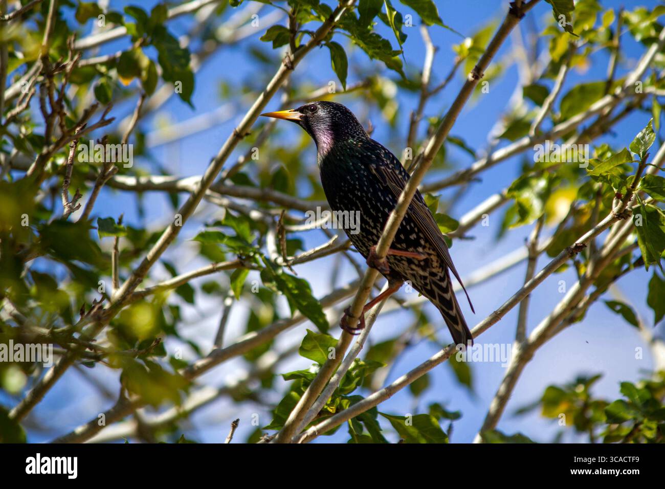 25 août 2020, Sydney, Nouvelle-Galles du Sud, Australie : Starling australien (Sturnus vulgaris) perché sur une branche d'arbre à Sydney, Nouvelle-Galles du Sud ; Australie. L'étourneau commun, également connu sous le nom d'étourneau européen en Amérique du Nord et simplement sous le nom d'étourneau en Grande-Bretagne et en Irlande, est un passereau de taille moyenne de la famille des étourneaux, les Sturnidae. Il a une grande variation de plumage. Les deux sexes sont similaires, bien que la femelle soit moins brillante que le mâle. Ceux-ci sont le plus souvent vus à la recherche de graines et d'insectes sur les pelouses et dans les paddocks. D'autres aliments comprennent les araignées, les vers, les humains Banque D'Images