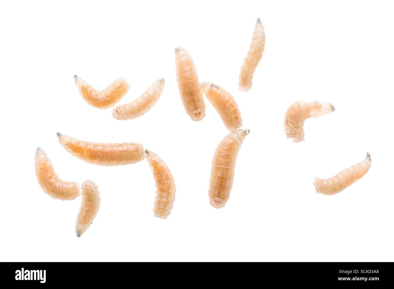Larve de mouche de mouche gros plan isolé sur fond blanc. Appât de pêche Banque D'Images