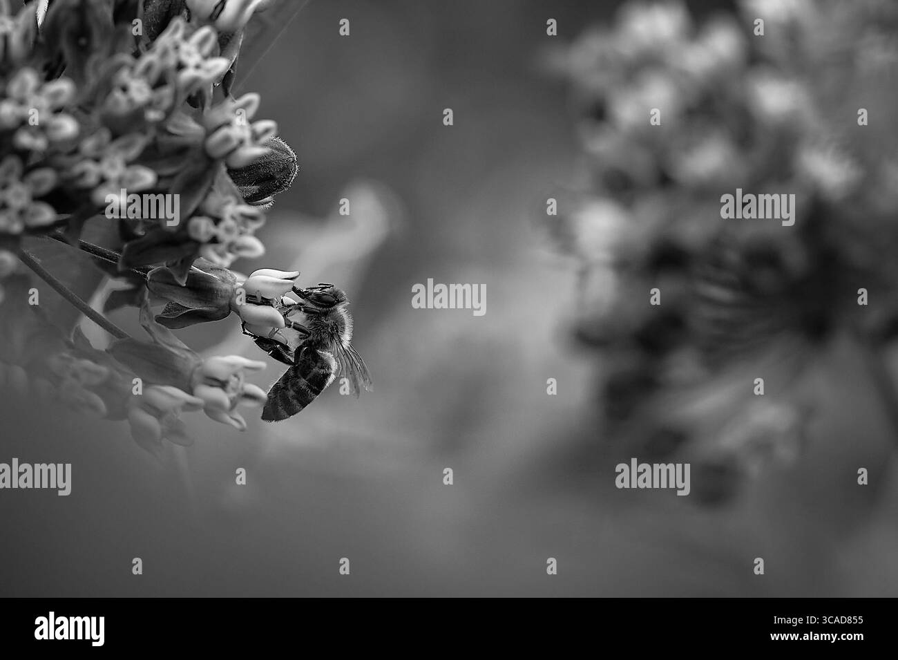 Image en noir et blanc de l'alimentation des abeilles domestiques Banque D'Images