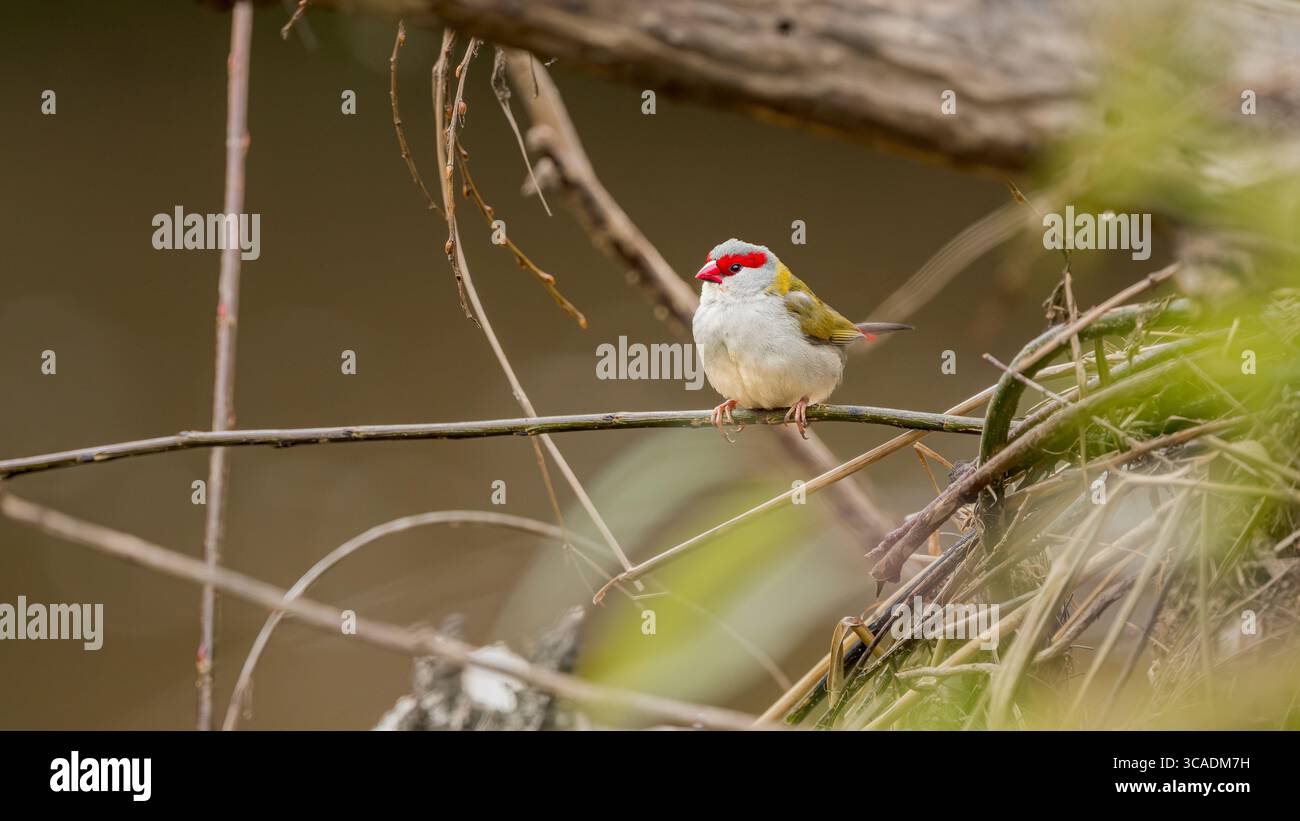 Un pinson solitaire à sourcils rouges est perché dans son habitat boisé épaisse, vérifiant que son lieu d'alimentation de l'après-midi est sûr. Banque D'Images