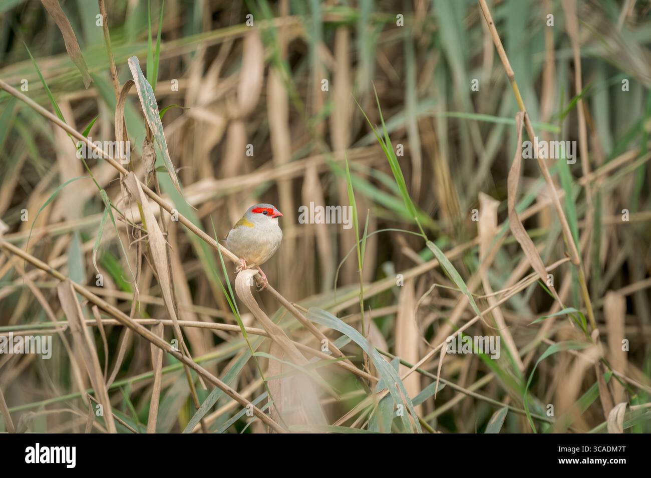 Un pinson solitaire à sourcils rouges est perché dans son habitat boisé épaisse, vérifiant que son lieu d'alimentation de l'après-midi est sûr. Banque D'Images
