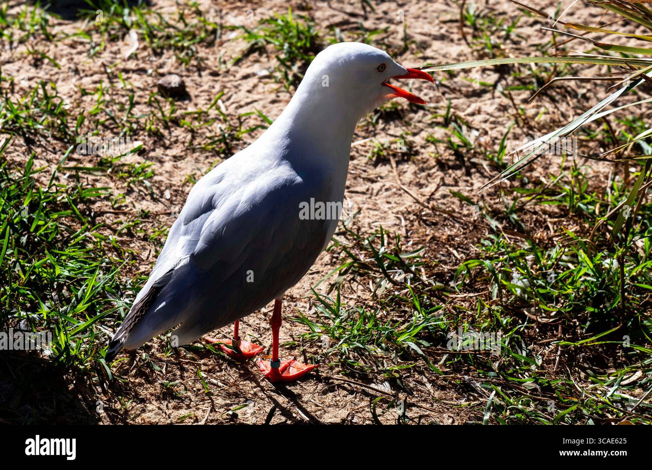 7 août 2022, Sydney, Nouvelle-Galles du Sud, Australie : Goéland argenté (Chroicocephalus novaehollandiae) dans un parc animalier de Sydney, Nouvelle-Galles du Sud, Australie. Le goéland argenté est le goéland le plus commun d'Australie. Il a été trouvé sur tout le continent, mais en particulier dans ou à proximité des zones côtières. L'adulte a le bec rouge (les jeunes oiseaux ont un bec plus foncé), la tête et le corps blancs, les ailes gris pâle ''argentées'', qui ont des pointes noires et blanches proéminentes. (Crédit image : © Tara Malhotra/ZUMA Press Wire) Banque D'Images