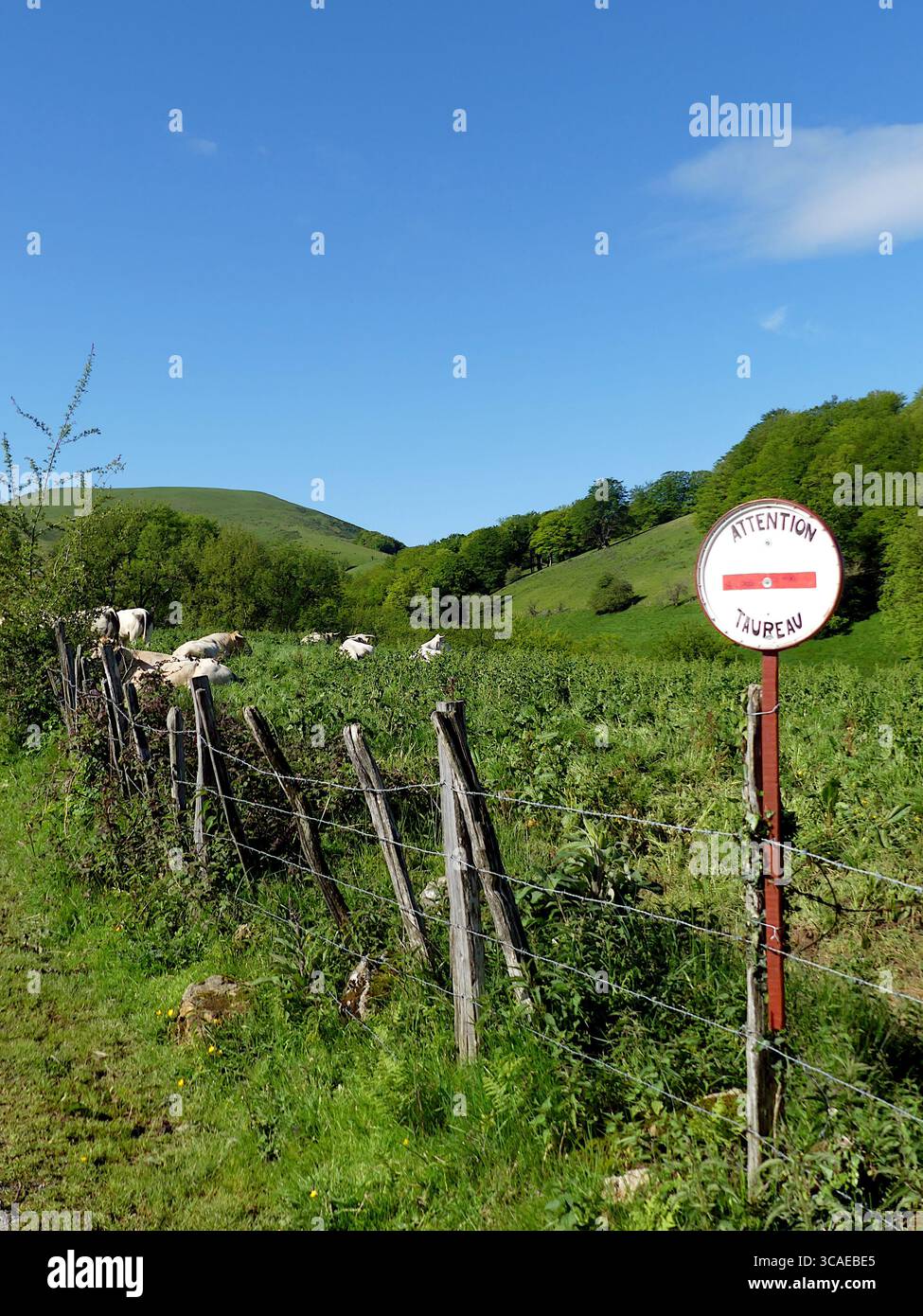 Bull Warning Sign le long dans les Pyrénées françaises le long du Camino Francés Banque D'Images