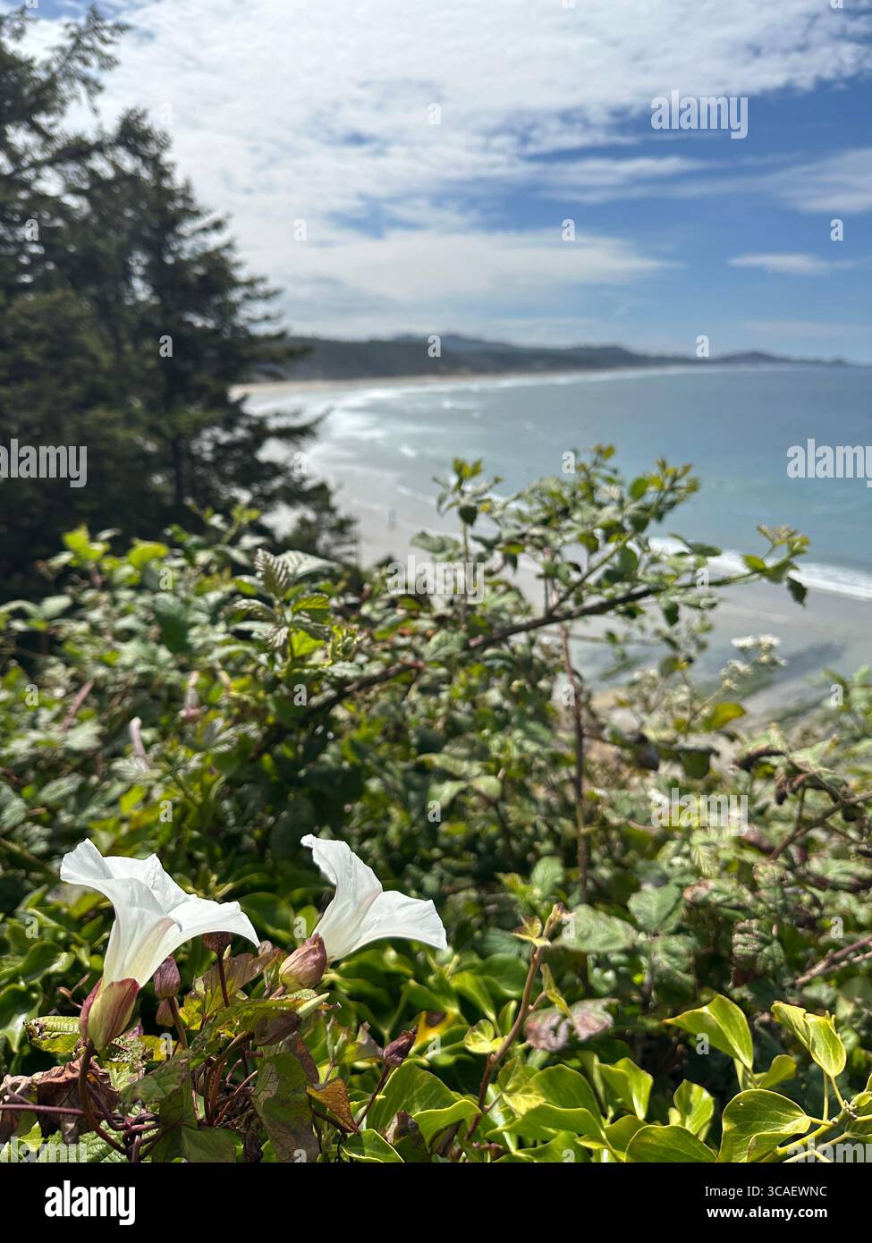 Fleurs au premier plan et vue sur la plage de Beverly sur la côte de l'Oregon un jour d'été. Banque D'Images